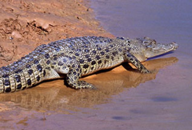 Crocodile takes life of 44-year-old woman working on Palm Oil plantation in Indonesia