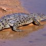 Crocodile takes life of 44-year-old woman working on Palm Oil plantation in Indonesia