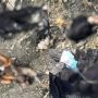 Security forces kill 5 Khwarij terrorists on Pakistan-Afghanistan border