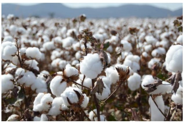 Cotton bales