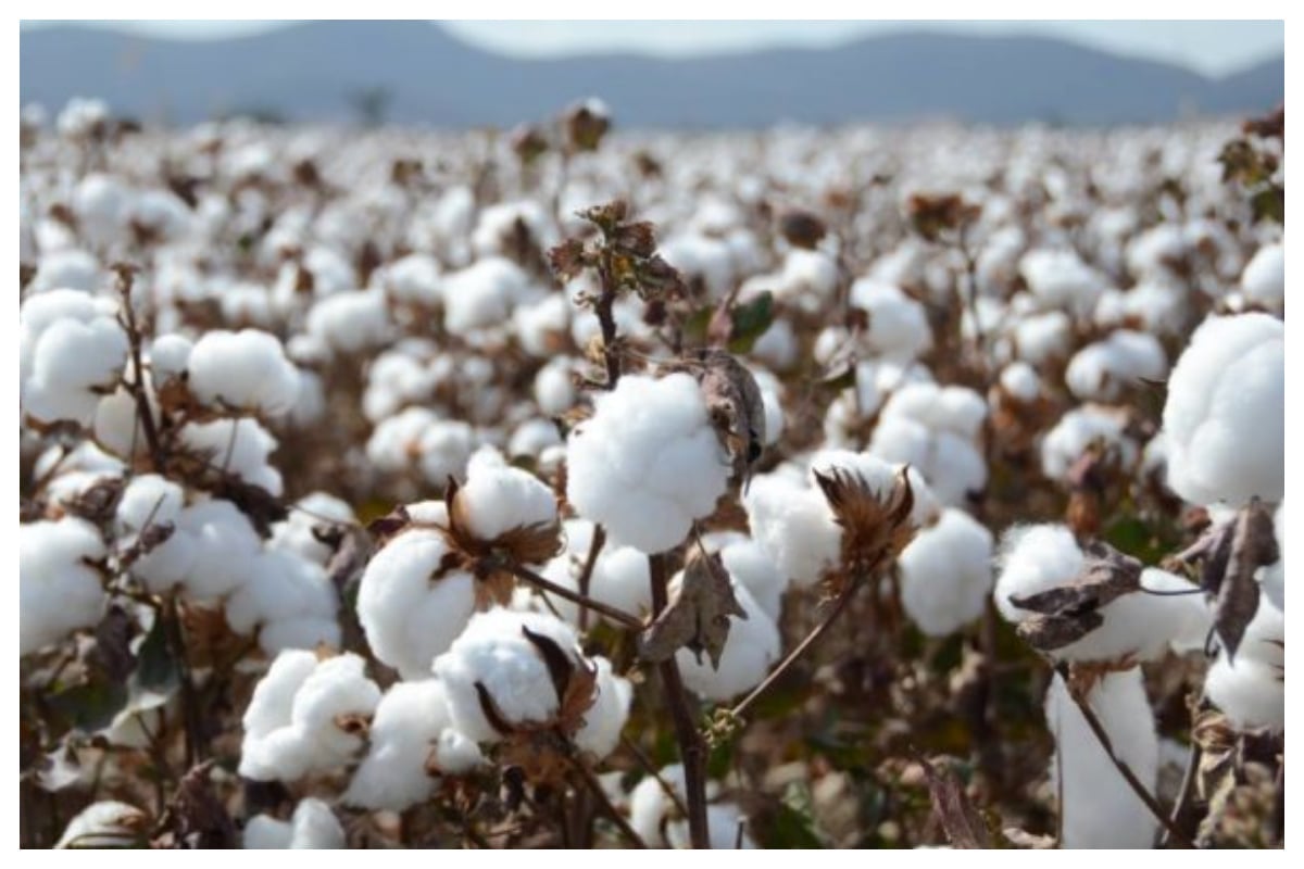 Cotton bales