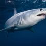 Canadian tourist loses both hands in shark attack while taking photos