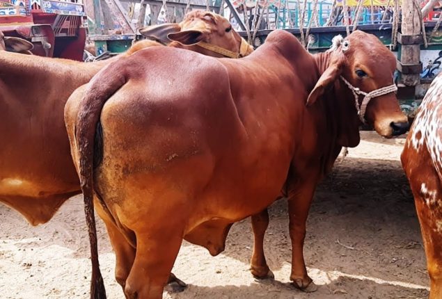 60 Sahiwal breed animals reach Cattle Market