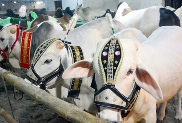 Sacrificial animals