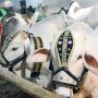 Sacrificial animals draw crowd’s attention at Cattle Market