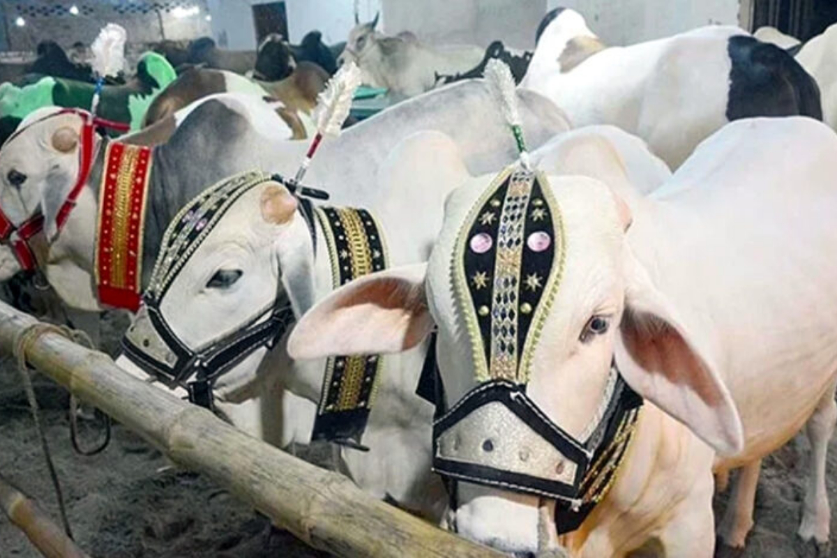 Sacrificial animals