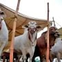 Karachi’s Cattle Market reaches full swing as Eid nears