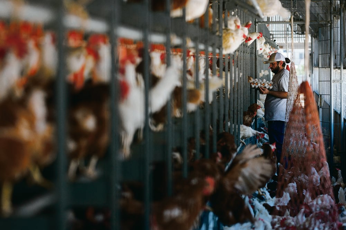 Top chicken exporter faces trade ban after Bird Flu found in poultry
