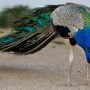 Extreme heat claims lives of 12 peacocks in Tharparkar