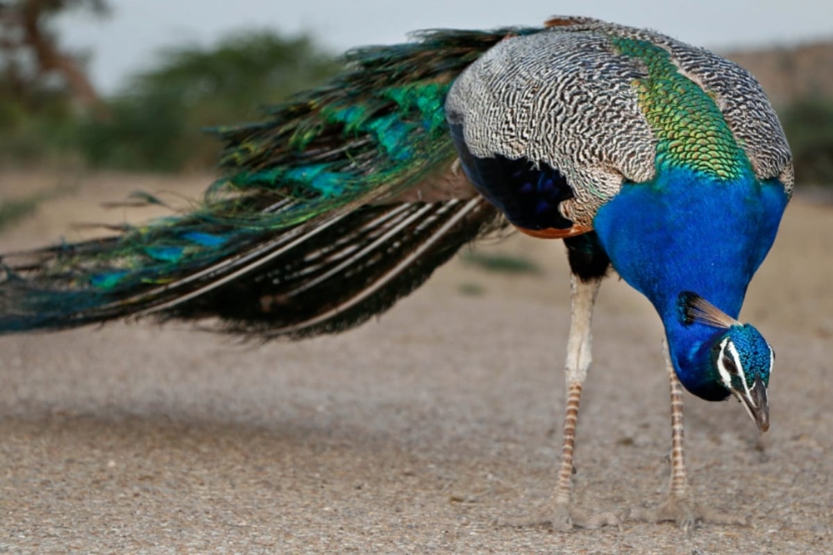 Tharparkar