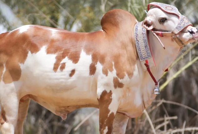 Cattle Market sees major price drop as Eid nears