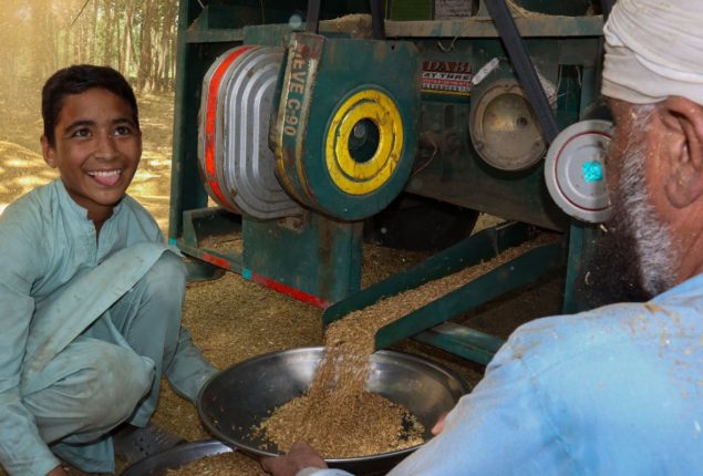 BRAVE Project brings wheat windfall and festive cheer to Charsadda