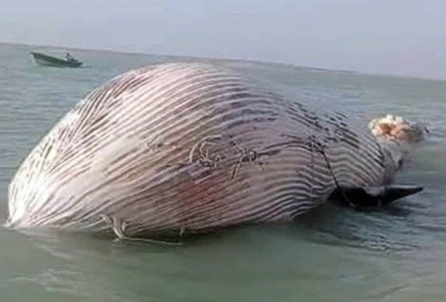 Blue whale