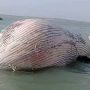 Blue whale found dead in Balochistan’s Gwater Bay