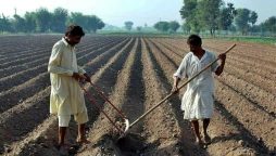 Federal Government introduces digital loan scheme for Pakistani farmers