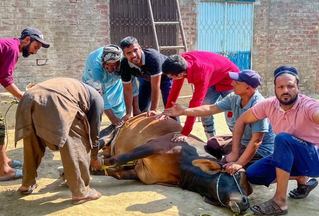 Pakistan continues Eid al-Adha sacrifices on day two