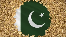 Pakistani wheat seeds