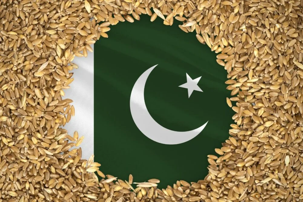 Pakistani wheat seeds