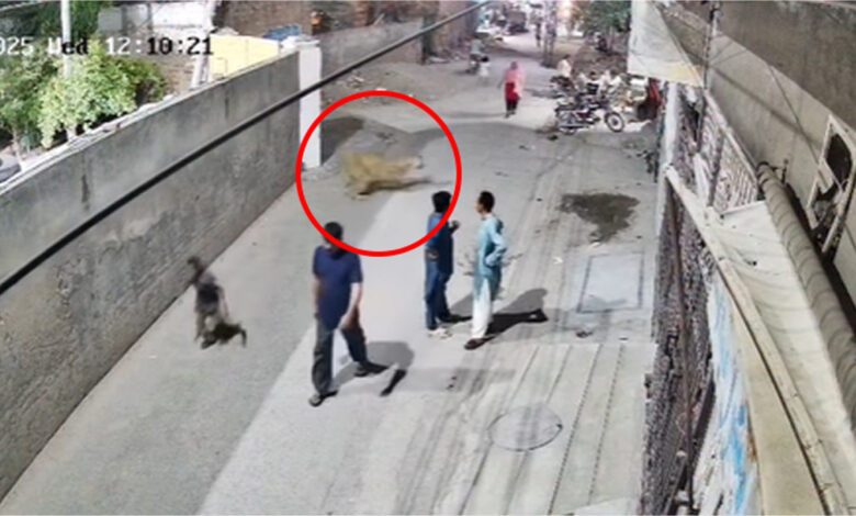 Lion attacks woman and two childrens in Johar Town, Lahore