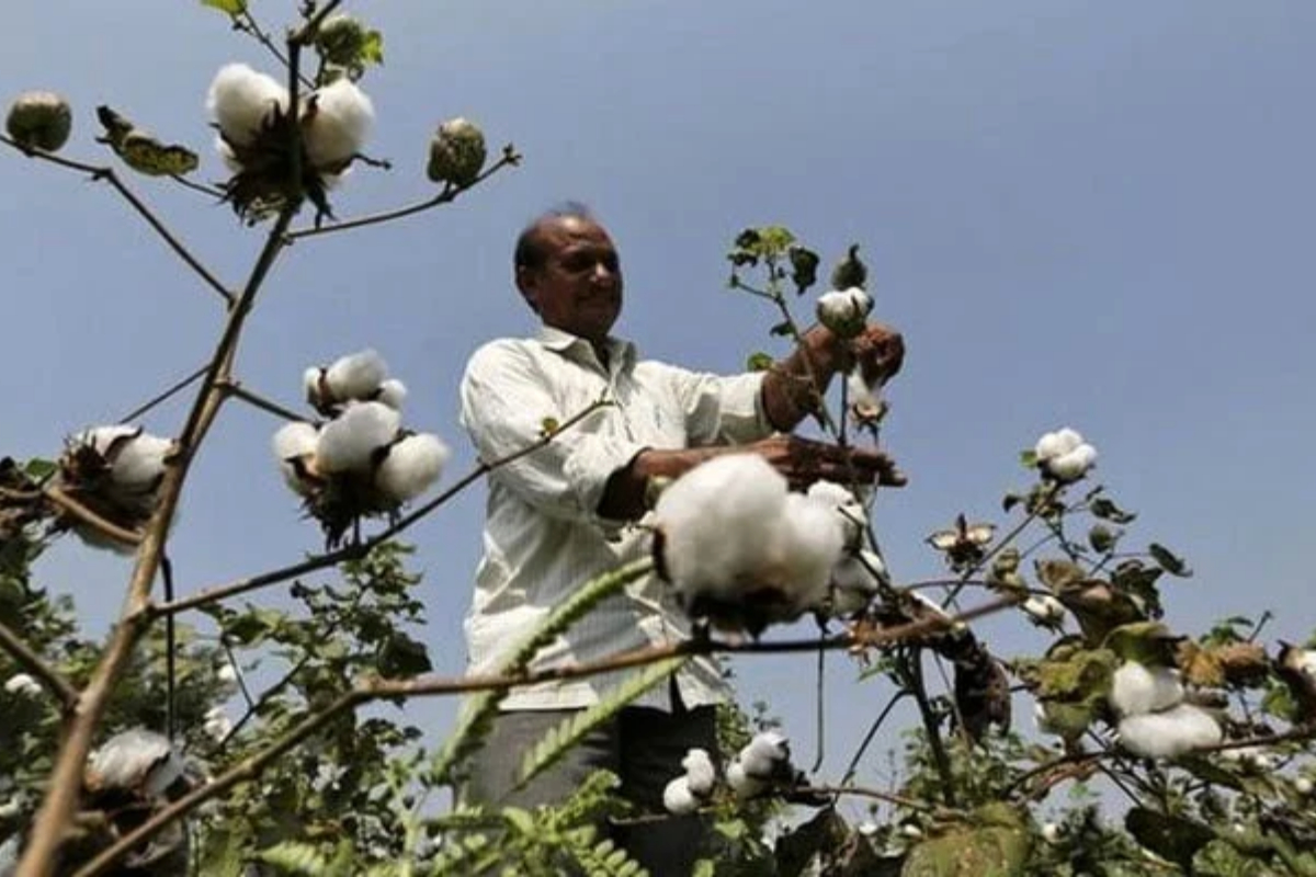 Cotton sector