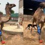Sanghar camel fitted with prosthetic leg after one year