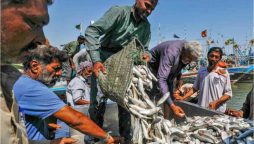 Pakistan sees boost in Seafood exports, Hits $465 Million
