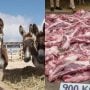 Two Chinese Companies contact Pakistan food authority to export “Donkey Meat”