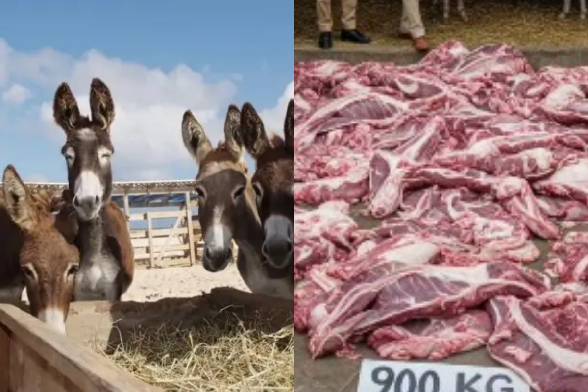 Two Chinese Companies contact Pakistan food authority to export “Donkey Meat”