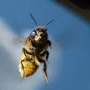 Bee spy technology engineered by Chinese scientists