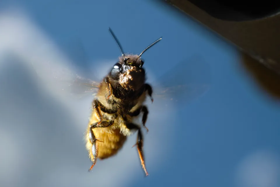 Bee spy technology engineered by Chinese scientists