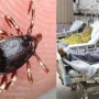 Another congo fever case detected in Karachi