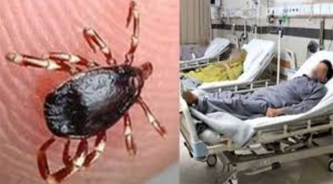 Another coongo fever case detected in Karachi