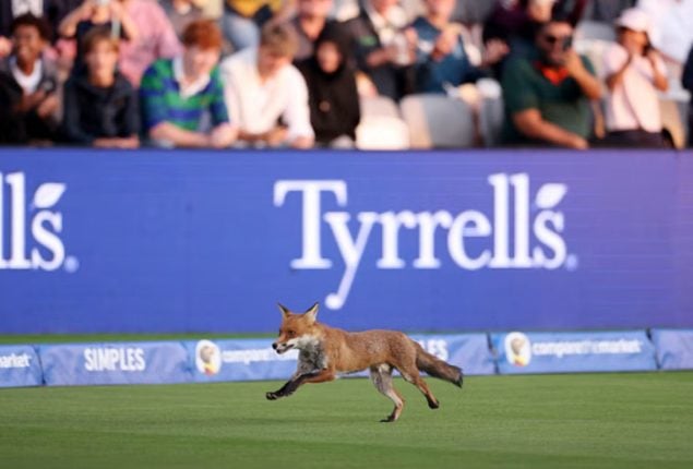 Wild fox