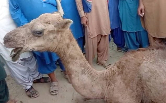 Veterinary doctors successfully perform surgery of injured camel
