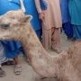 Veterinary doctors successfully perform surgery of injured camel