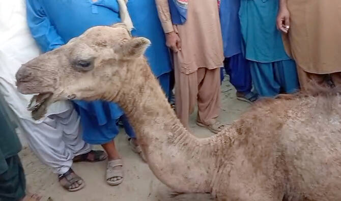 Veterinary doctors