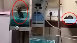 Rat attacks