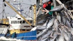 Balochistan fisheries department to launch operation against illegal trawling