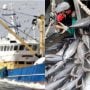 Balochistan fisheries department to launch operation against illegal trawling