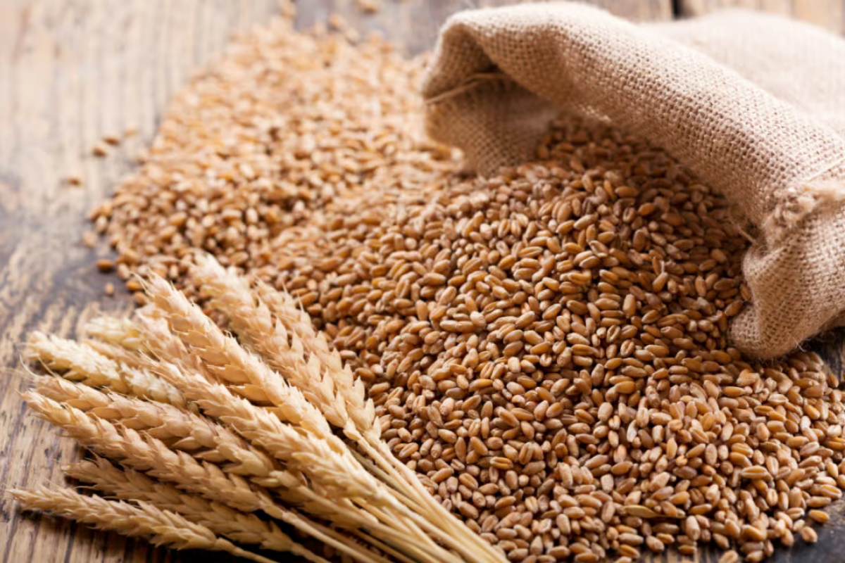 Sindh and Federal Government join hands on National wheat policy