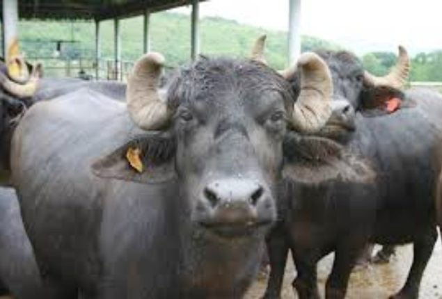 Buffalo