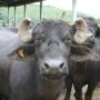 Buffalo mutilated in brutal animal cruelty case in Gujrat
