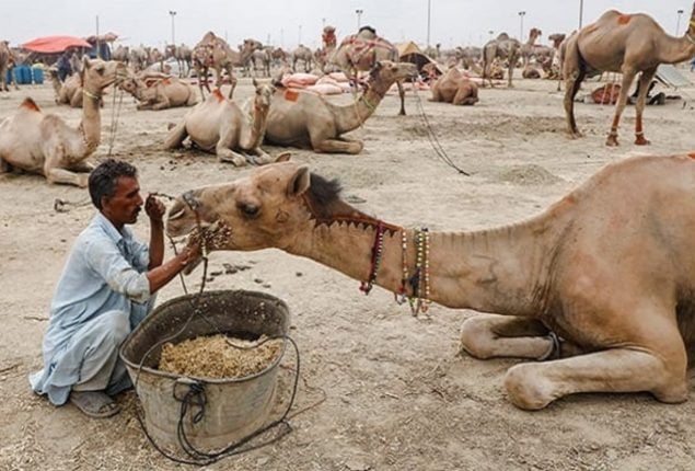 Sindh CM takes notice of camel mutilation incident in Sukkur