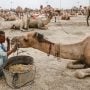 Sindh CM takes notice of camel mutilation incident in Sukkur