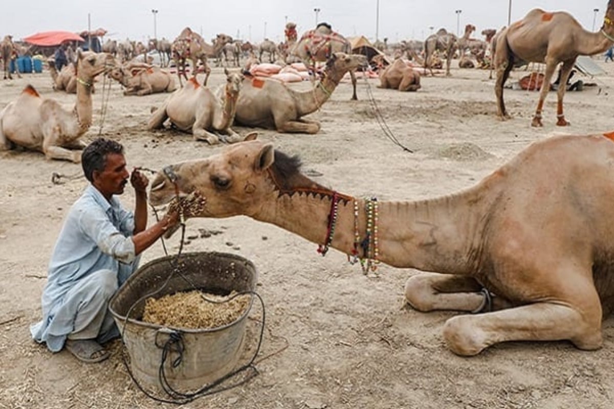 Saleh Pat incident: Camel severely injured, owner demands justice