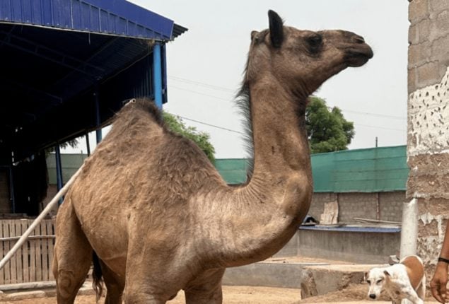 Injured camel moved to Karachi for treatment after brutal assault