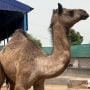 Injured camel moved to Karachi for treatment after brutal assault