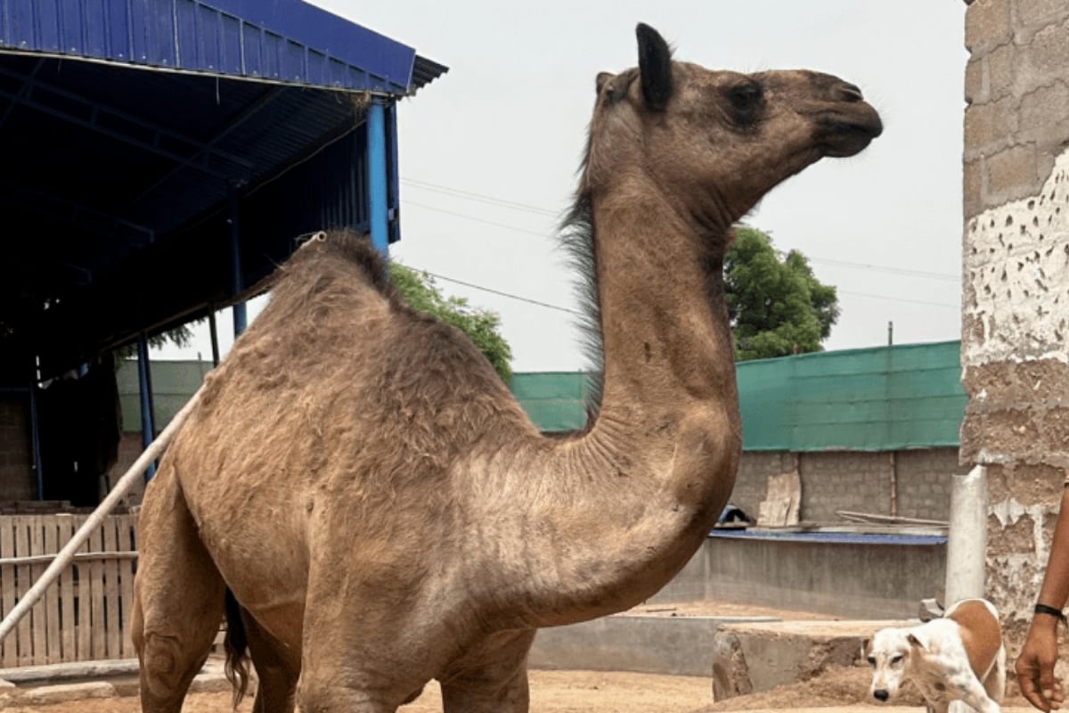Injured camel