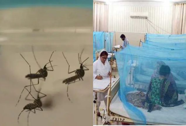 Punjab reports 48 new dengue cases in 24 hours