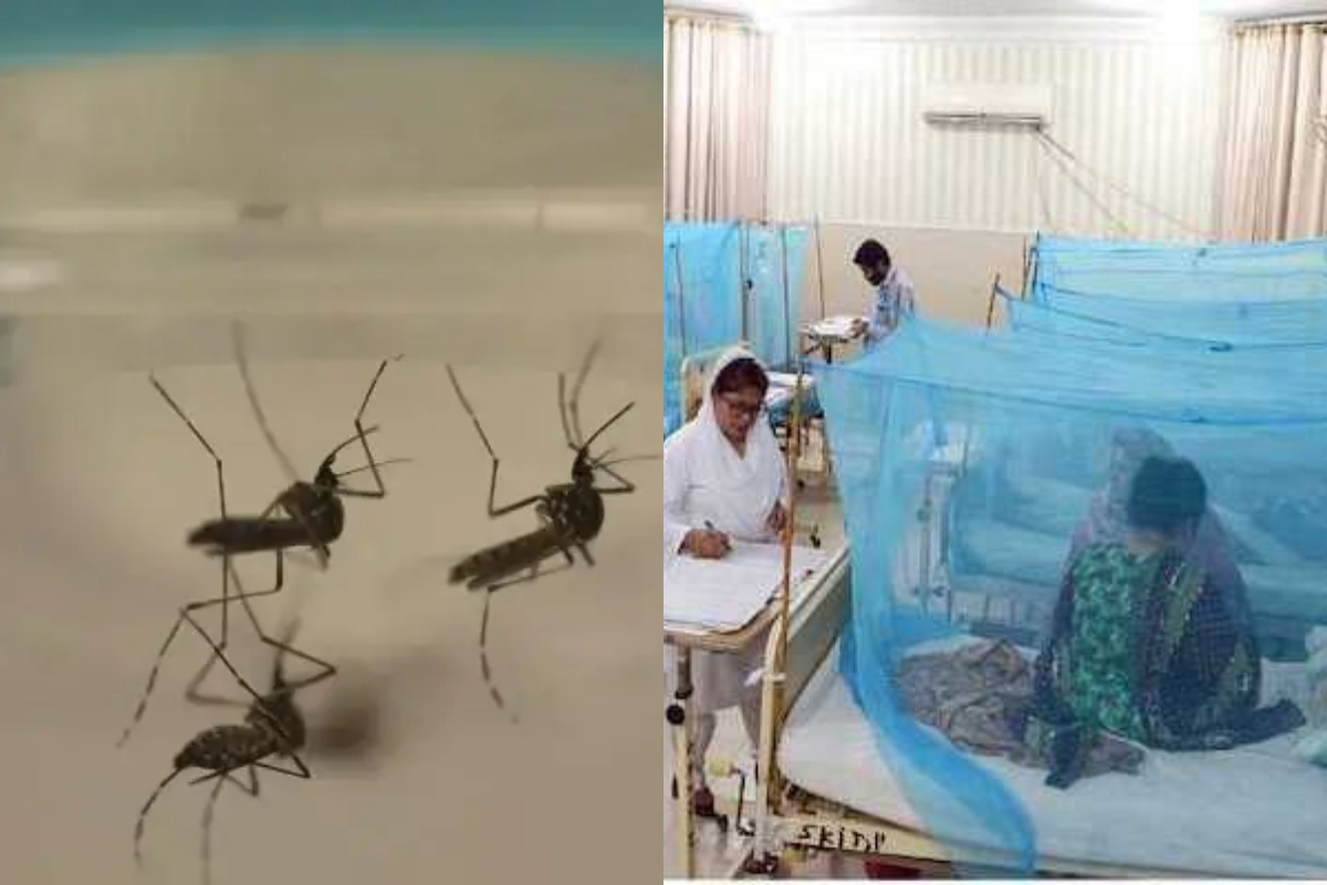 Punjab reports 48 new dengue cases in 24 hours